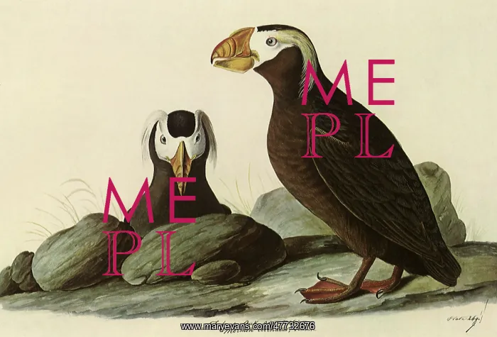  : Tufted Puffins