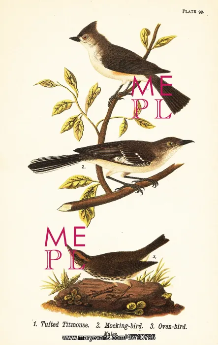 : Tufted titmouse, northern mockingbird and ovenbird : Tufted titmouse, northern mockingbird and ovenbird