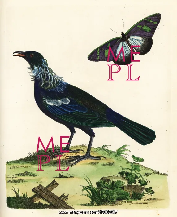 : Tui, Prosthemadera novaeseelandiae, and butterfly : Tui, Prosthemadera novaeseelandiae, and butterfly