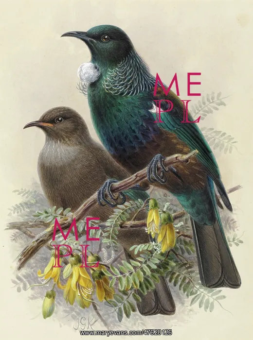 : Tui (young and adult) : Tui (young and adult)
