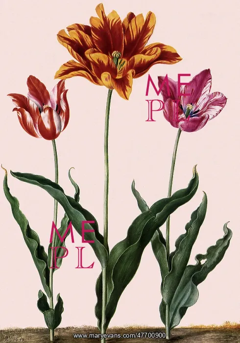  : Tulip Botanical