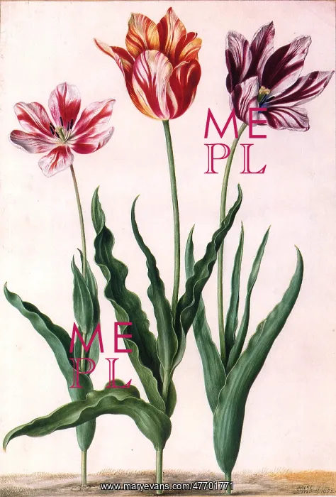  : Tulip Botanical