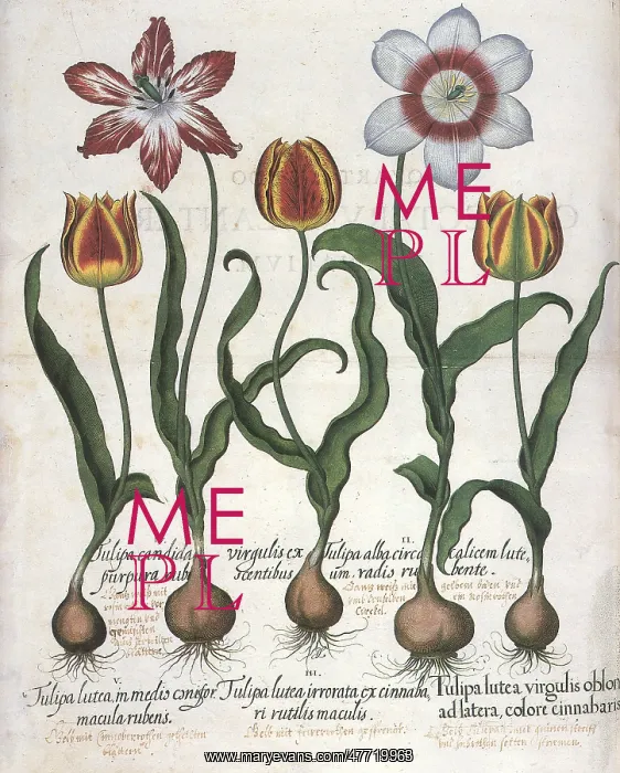 : Five Tulip Botanicals : Five Tulip Botanicals