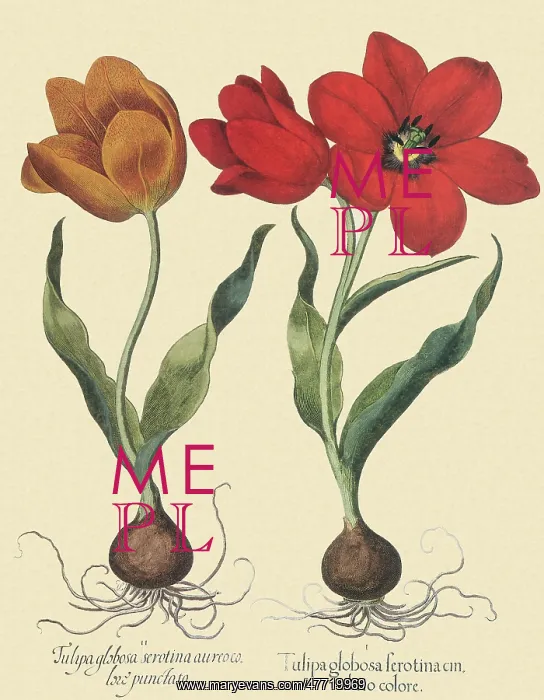  : Tulip Botanicals