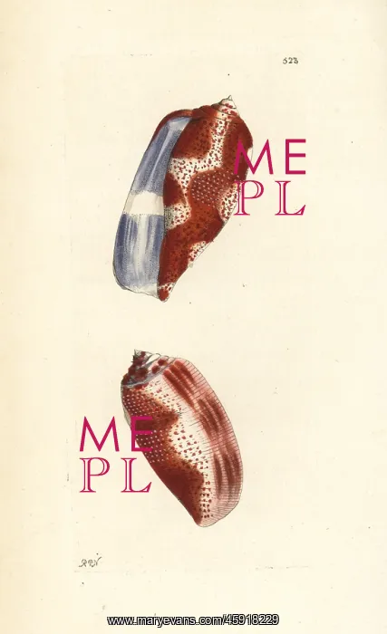 : Tulip cone, Conus tulipa : Tulip cone, Conus tulipa
