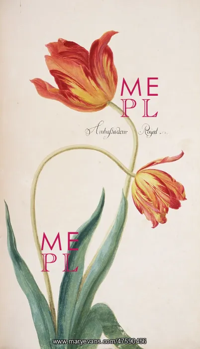: Tulip cultivar, tulip : Tulip cultivar, tulip