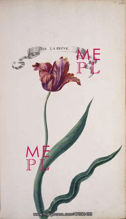 : Tulip cultivar, tulip : Tulip cultivar, tulip