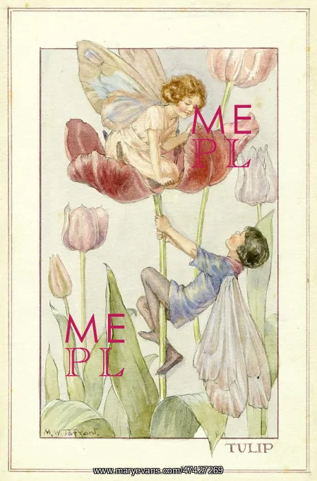 : Tulip Fairies : Tulip Fairies