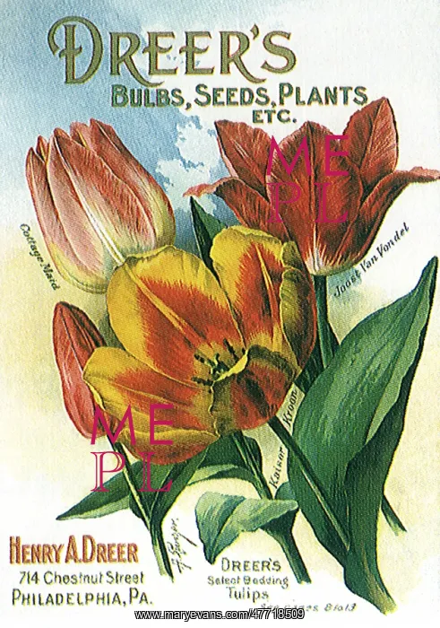  : Tulip Seed Packet