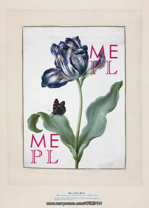 : Tulip and small tortoiseshell : Tulip and small tortoiseshell