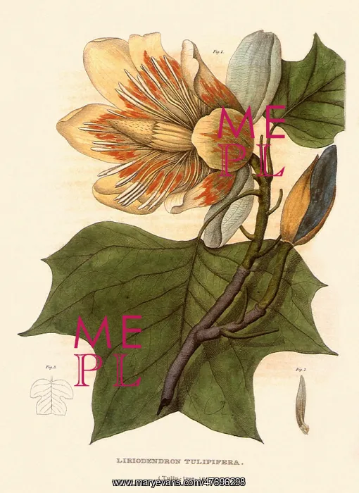 : Tulip Tree, Liriodendron tulipfera : Tulip Tree, Liriodendron tulipfera
