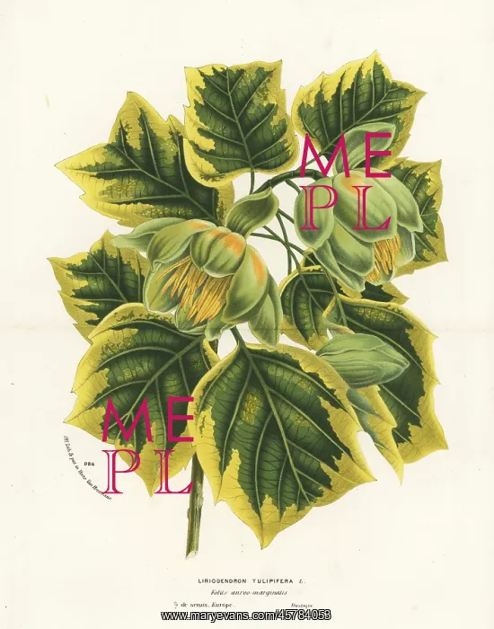 : Tulip tree, Liriodendron tulipifera : Tulip tree, Liriodendron tulipifera