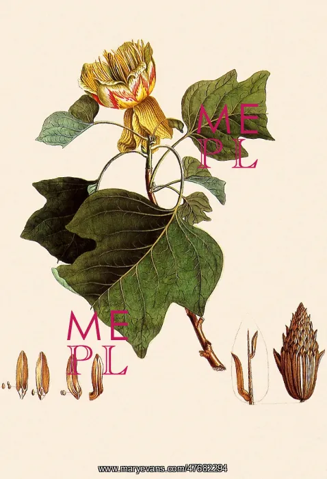 : Tulip Tree, Liriodendron tulipifera : Tulip Tree, Liriodendron tulipifera