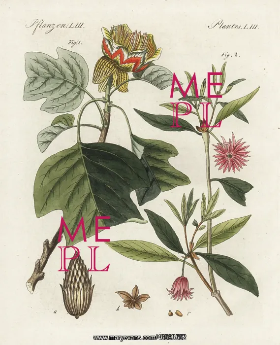 : Tulip tree, Liriodendron tulipifera, and star : Tulip tree, Liriodendron tulipifera, and star