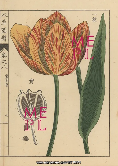  : Tulip, Tulipa gesneria L