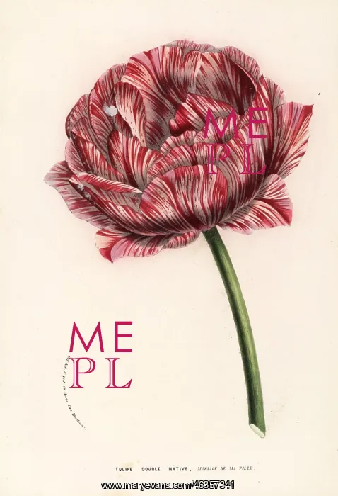 : Tulip variety, My Daughter's Wedding : Tulip variety, My Daughter's Wedding