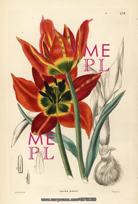 : Tulipa agenensis : Tulipa agenensis