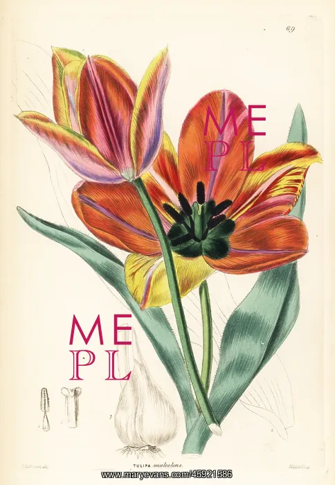 : Tulipa agenensis : Tulipa agenensis
