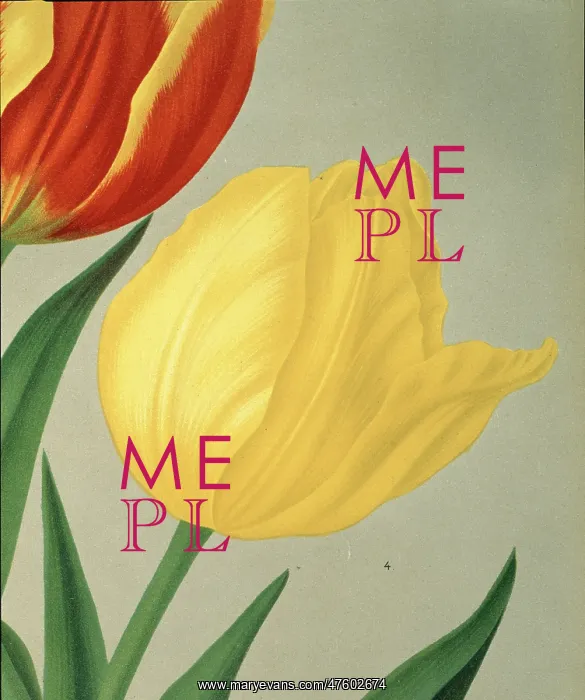 : Tulipa chrijsolora, single early tulip : Tulipa chrijsolora, single early tulip