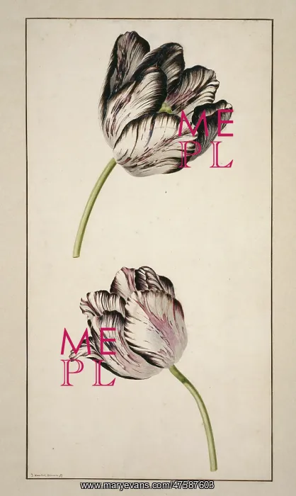 : Tulipa cultivar, tulip : Tulipa cultivar, tulip