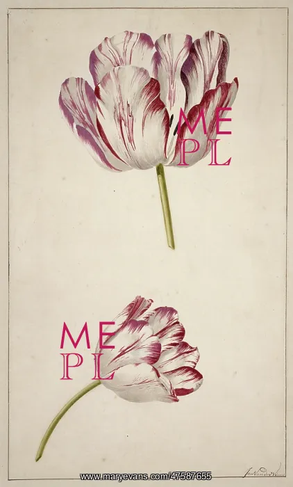 : Tulipa cultivar, tulip : Tulipa cultivar, tulip