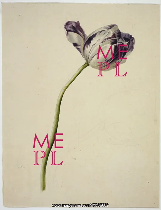 : Tulipa cultivar, tulip : Tulipa cultivar, tulip