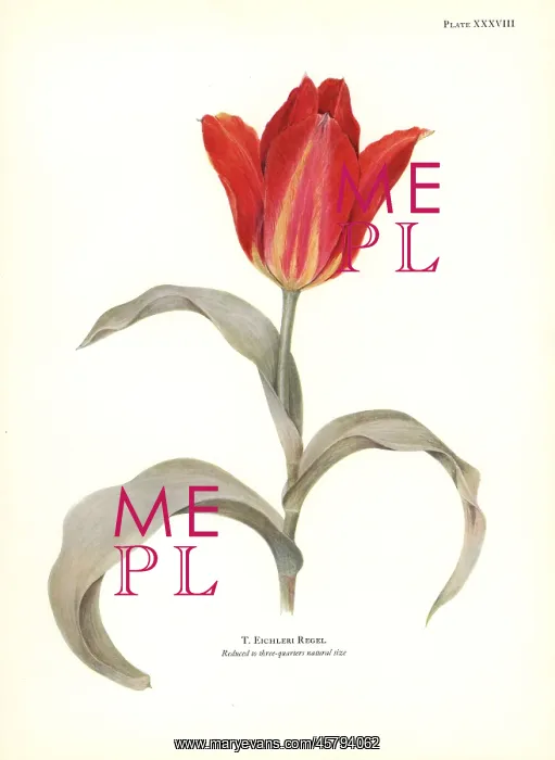 : Tulipa eichleri : Tulipa eichleri