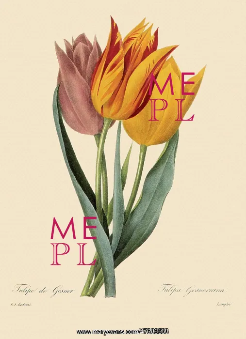 : Tulipa gesneriana : Tulipa gesneriana
