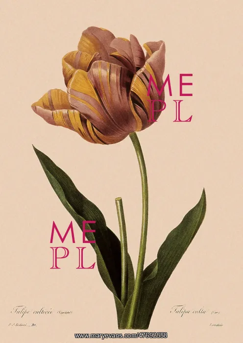  : Tulipa gesneriana