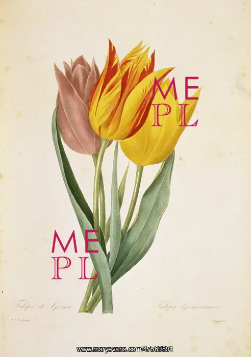 : Tulipa gesneriana, tulip : Tulipa gesneriana, tulip