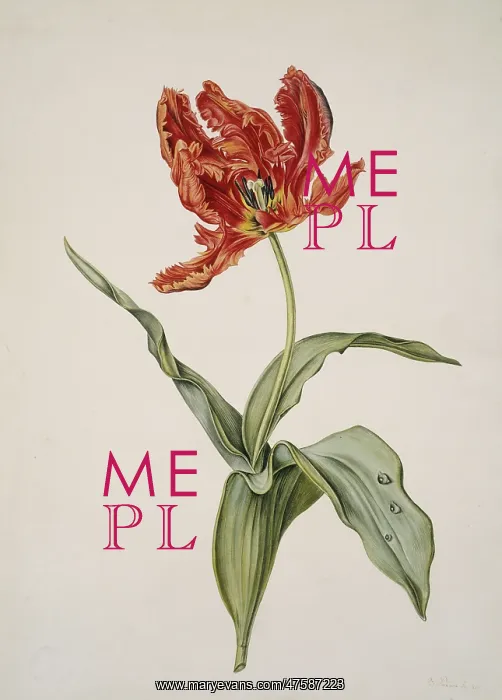 : Tulipa gesneriana, tulip : Tulipa gesneriana, tulip
