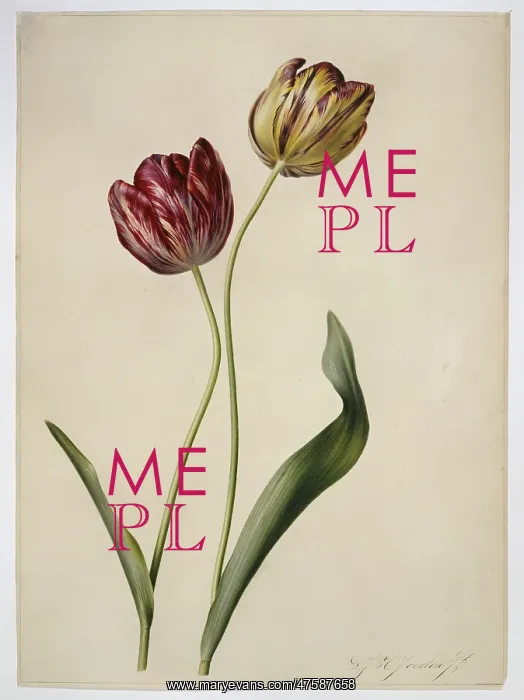 : Tulipa gesneriana, tulip : Tulipa gesneriana, tulip