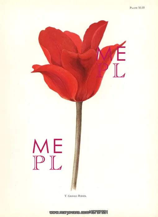 : Tulipa greigii : Tulipa greigii
