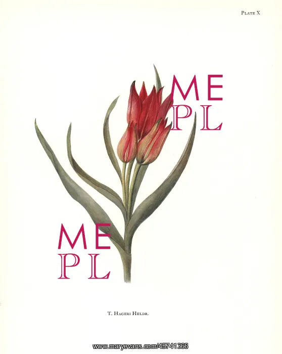 : Tulipa hageri : Tulipa hageri