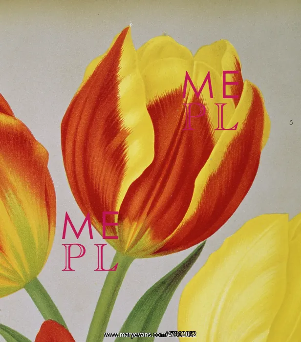 : Tulipa keizerskroon, single early tulip : Tulipa keizerskroon, single early tulip