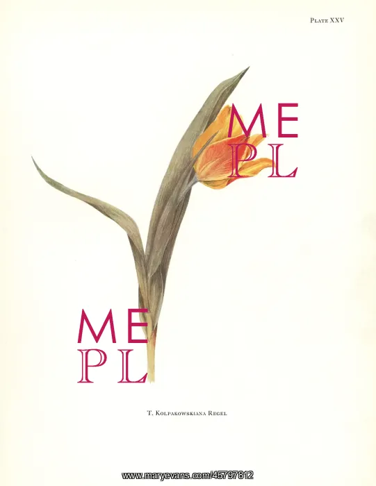 : Tulipa kolpakowskiana : Tulipa kolpakowskiana