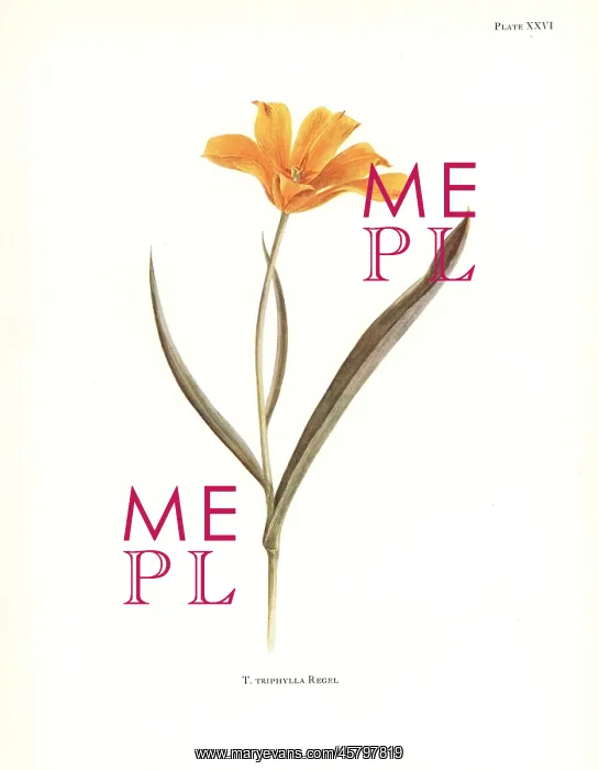 : Tulipa kolpakowskiana : Tulipa kolpakowskiana
