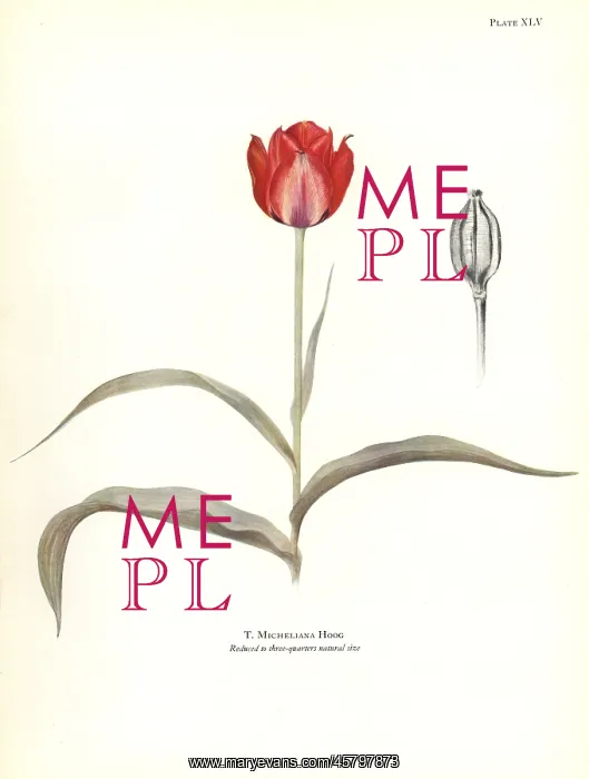 : Tulipa micheliana : Tulipa micheliana