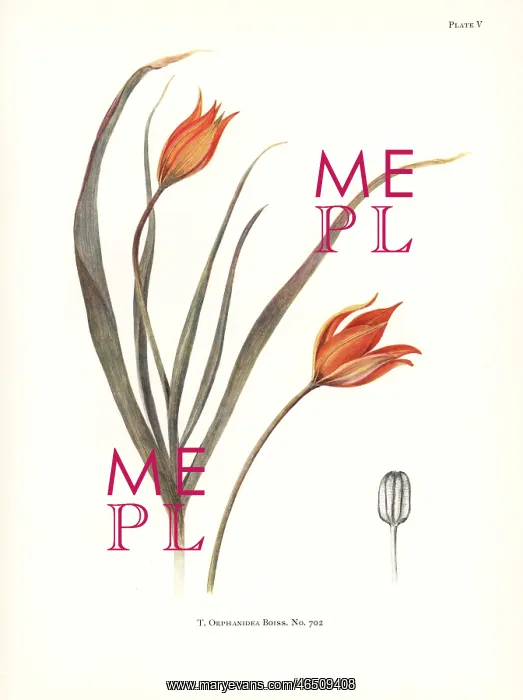 : Tulipa orphanidea No. 702 : Tulipa orphanidea No. 702