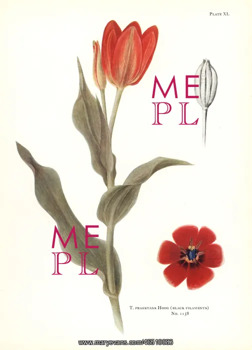 : Tulipa praestans (black filaments) : Tulipa praestans (black filaments)