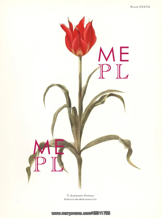 : Tulipa schmidtii : Tulipa schmidtii