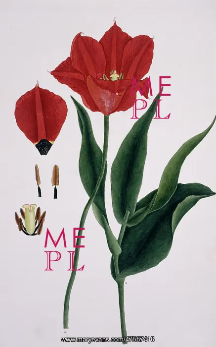 : Tulipa sp. tulip : Tulipa sp. tulip