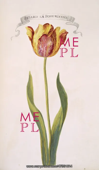 : Tulipa sp. tulip : Tulipa sp. tulip
