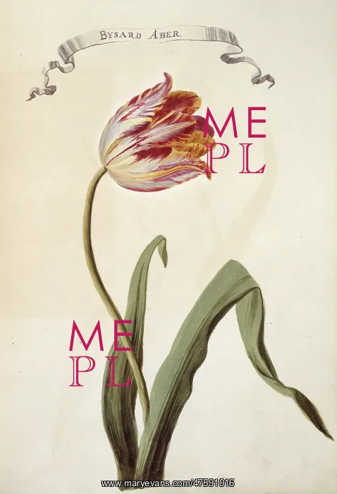 : Tulipa sp. tulip : Tulipa sp. tulip