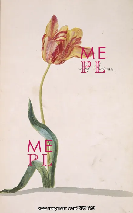 : Tulipa sp. tulip : Tulipa sp. tulip