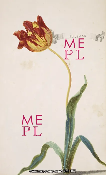 : Tulipa sp. tulip : Tulipa sp. tulip