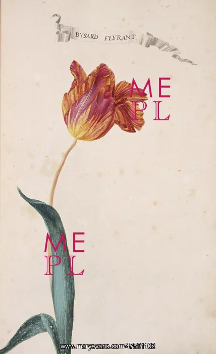 : Tulipa sp. tulip : Tulipa sp. tulip