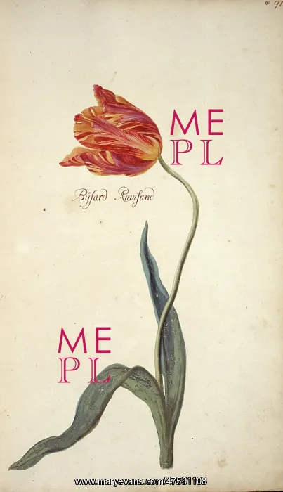 : Tulipa sp. tulip : Tulipa sp. tulip