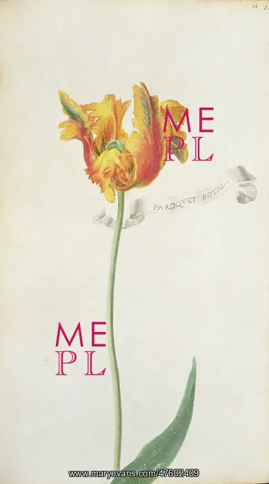: Tulipa sp. tulip : Tulipa sp. tulip