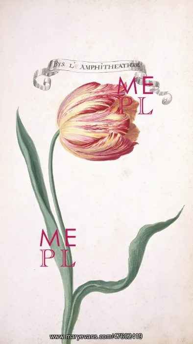 : Tulipa sp. tulip : Tulipa sp. tulip